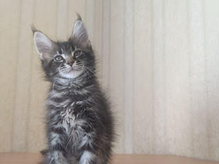 Main coon foto 2