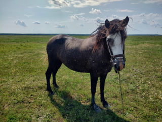 Vind Cal foto 1