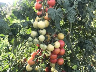 Semințe de tomate roz Sakata foto 7