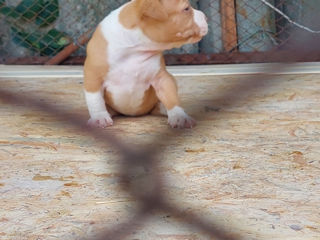 Pitbull  red nose rasă curată foto 4