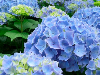 Hortensia foto 1