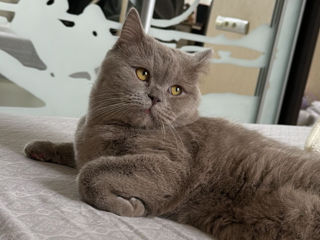 Scottish Fold imperechere