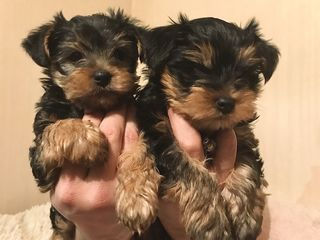 yorkshire terrier foto 3