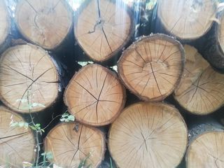 lemn Cireș la preț normal foto 1