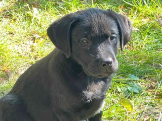 Câinişori de Labrador foto 2