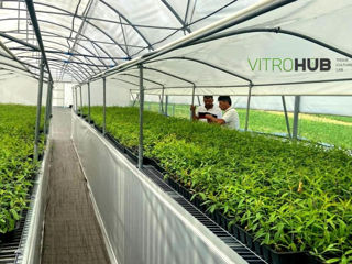 Portaltoi Maxma 14 Delbard invitro virus free produs în Moldova фото 4