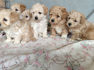 Maltipoo foto 2