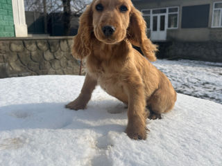 Cocker spaniel foto 2