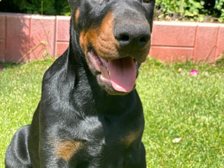 Doberman  foto 0