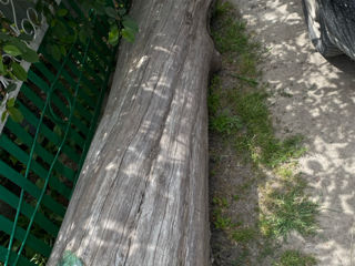 Buștean de lemn (prasad) în vârstă de 80 de ani