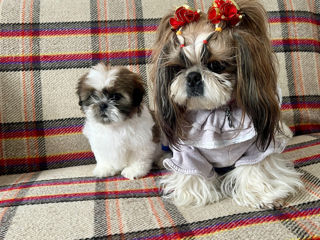 shih-tzu foto 1