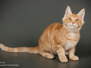 Котенок мейн-кун Dexter ждет свою любящую семью foto 2