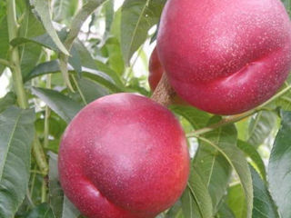 Pomi de persic soiul  Redhaven și alte specii de pomi fructiferi ... foto 3