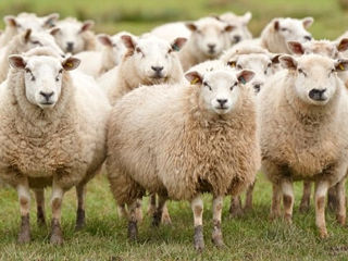 Cumpar oi berbeci capre si tapi ! transport gratis ! закупаем овцы икозы , оплата на месте !