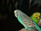 волнистые попугаи 250лей пара foto 5