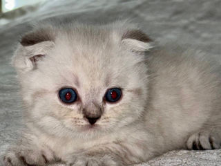 Motănei Scottish Fold