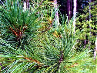 Кедр сибирский (Pinus sibirica) foto 3