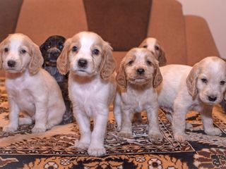 щенки кокер спаниель 1.5 месяца все мальчики. прививки есть. foto 7