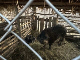 Porci Mangaliță foto 8