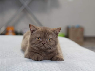 British Shorthair pedigree foto 3