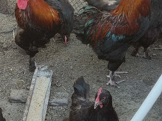 Vind ouă pentru incubare Plymouth rock,astrolorp negru,alb,albastru,maran,uheiliui, Wiondot foto 9