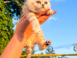 Котята британской шиншилы