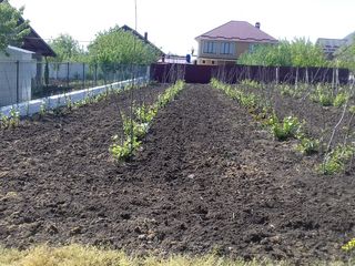 teren pentru constructii s. Piatra Alba foto 5