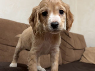 Câine de rasă , cocker spaniel foto 2