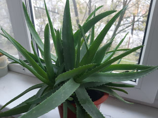 Aloe vera 3 ani 5 ani foto 1