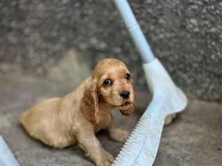 Cocker Spaniel Englez Rasa curata  foto 6