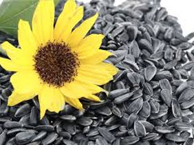 Semințe de floarea soarelui 7140 kg - com. Ciobalaccia