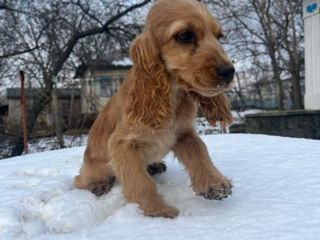 Cocker spaniel foto 7