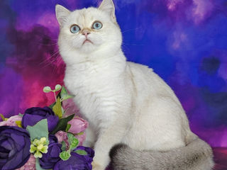 Scottish fold/straight foto 4