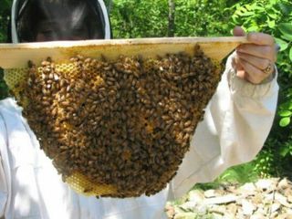 Пчелосемьи с ульями недорого