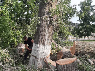 Taierea crengilor uscate sau a copacilor! foto 12