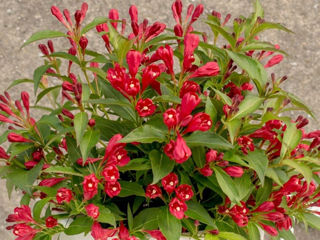 Weigela foto 5