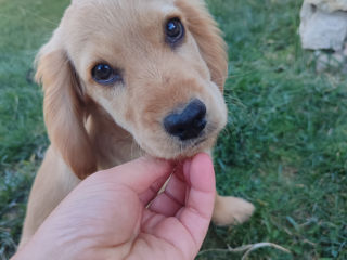 Kocer spaniel foto 2