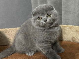 Scottish fold fetițe