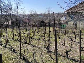 Se vinde casă bătrînească amplasată în Miclești (lîngă Peresecina) foto 9