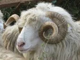 Cumpar oi berbeci capre țapi !! la carne!! закупаю овцы и козы ! transportul gratis ! ofer pret bun foto 3