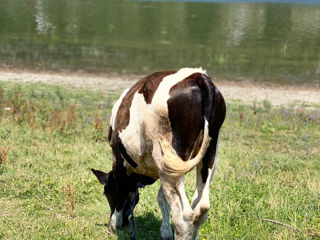 Vând vițică foto 3