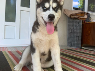 Husky foto 2