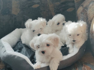 Мини bichon maltese девочка foto 3