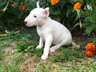 Bullterrier foto 5