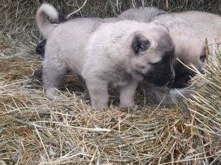 Kangal  фото 2