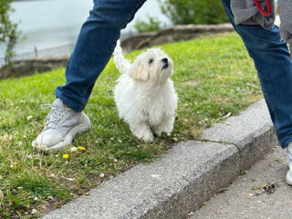 Мальтийская болонка  bichon maltese foto 2