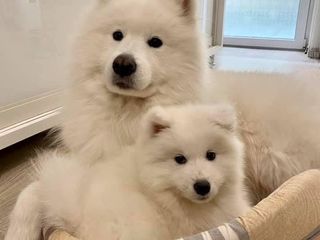 Самоед (Samoyed) для вязки (imperechere) foto 8