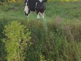 purcei mici sio vitica foto 5