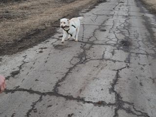 Labrador împerechere foto 3