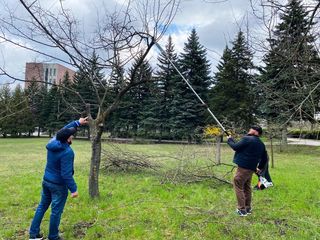 Tăierea copacilor înclinați sau deteriorați - cu mașini și echipamente speciale.Calitatea garantată foto 16